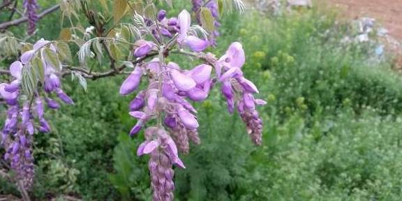 为什么你喝了那么多酒 却还是能够如此清醒 因为有它 葛花 全网搜