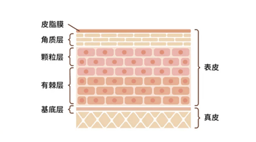 真皮只会这样“补水”，再好的神仙产品也救不了你！