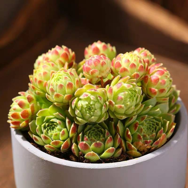 养猫人注意 这些 秒杀 猫咪的绿植生物真的不能养 植物 全网搜