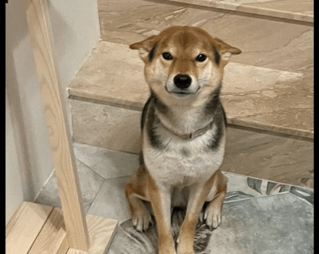 狗狗犯错之后,就坐在地上等着主人回来挨骂,自首的模样太好笑!