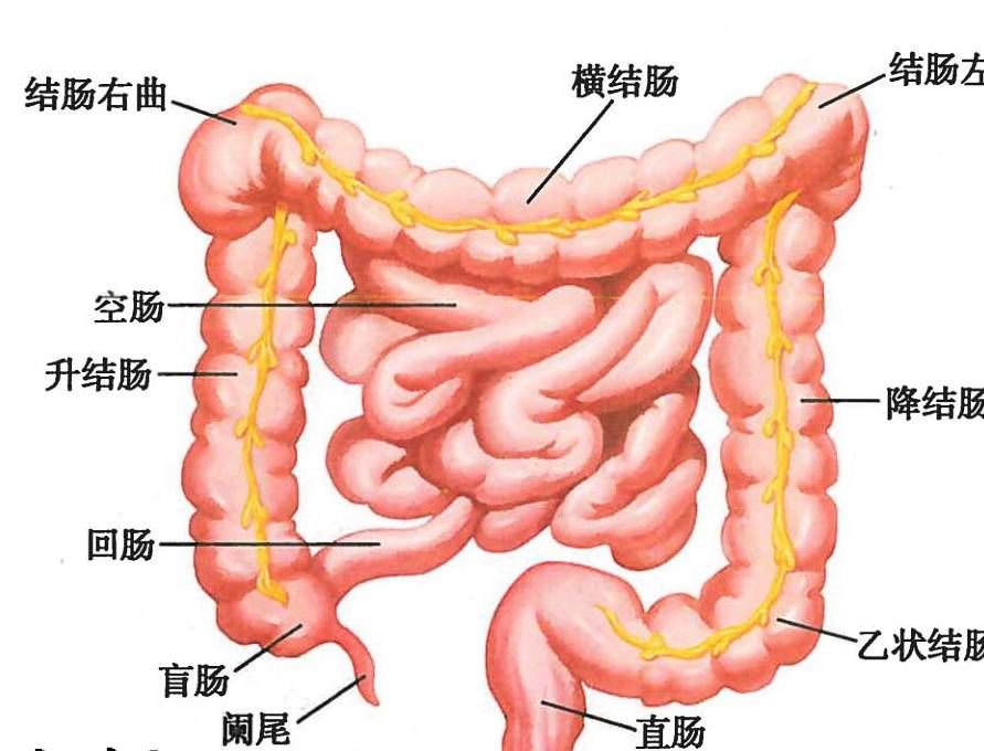 大肠包括哪些图片