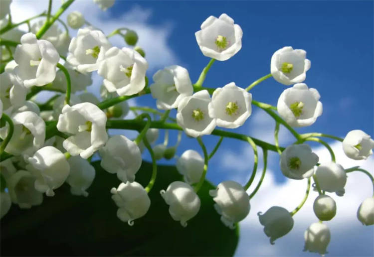 铃兰花的种植时间和开花时间 春季是最佳时间 植物长势好 时候 铃兰花的种植时间和开花时间 春季是最佳时间 植物长势好 时候