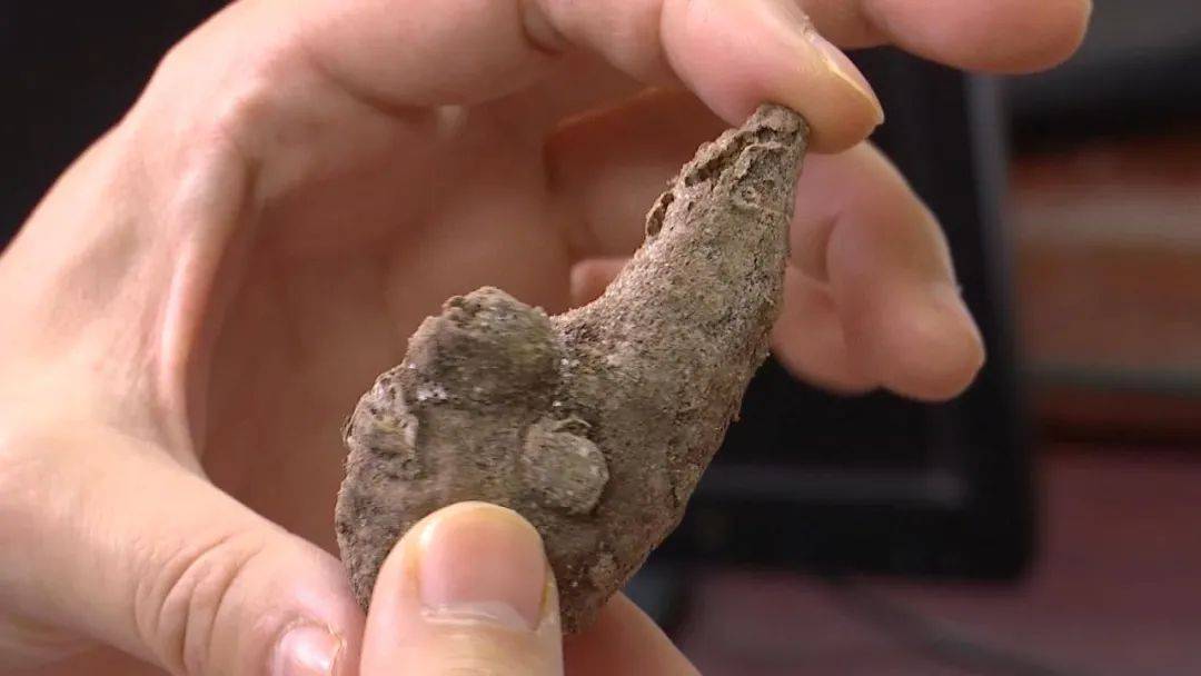 草乌|腹泻、胸闷、浑身无力...煮食附子中毒入院，医生建议：食用这些药材需谨慎！