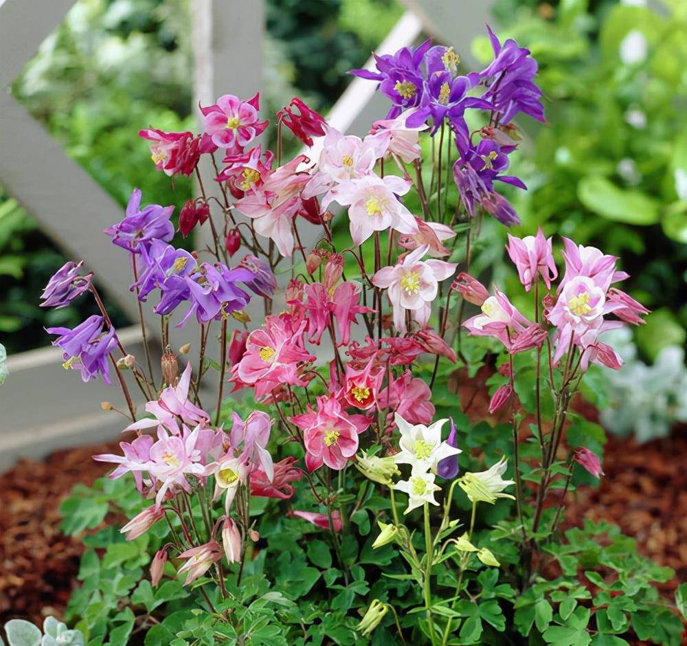 这些花名字不好听 却是神仙颜值 网友 真的被名字耽误了一生 漏斗