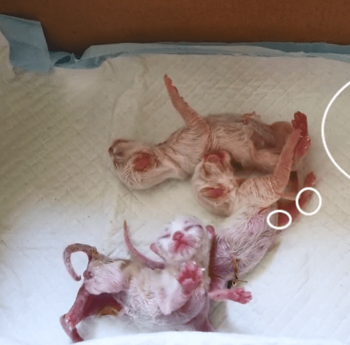 进行加菲猫半夜难产，女子一早送去医院，医生灵魂拷问：保大还是保小