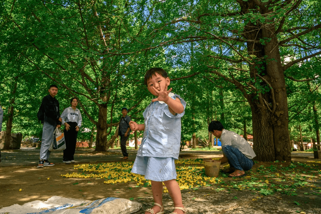 微风习习|一半嫩黄，一半深绿！银杏村奇妙的颜色蜕变，撩人