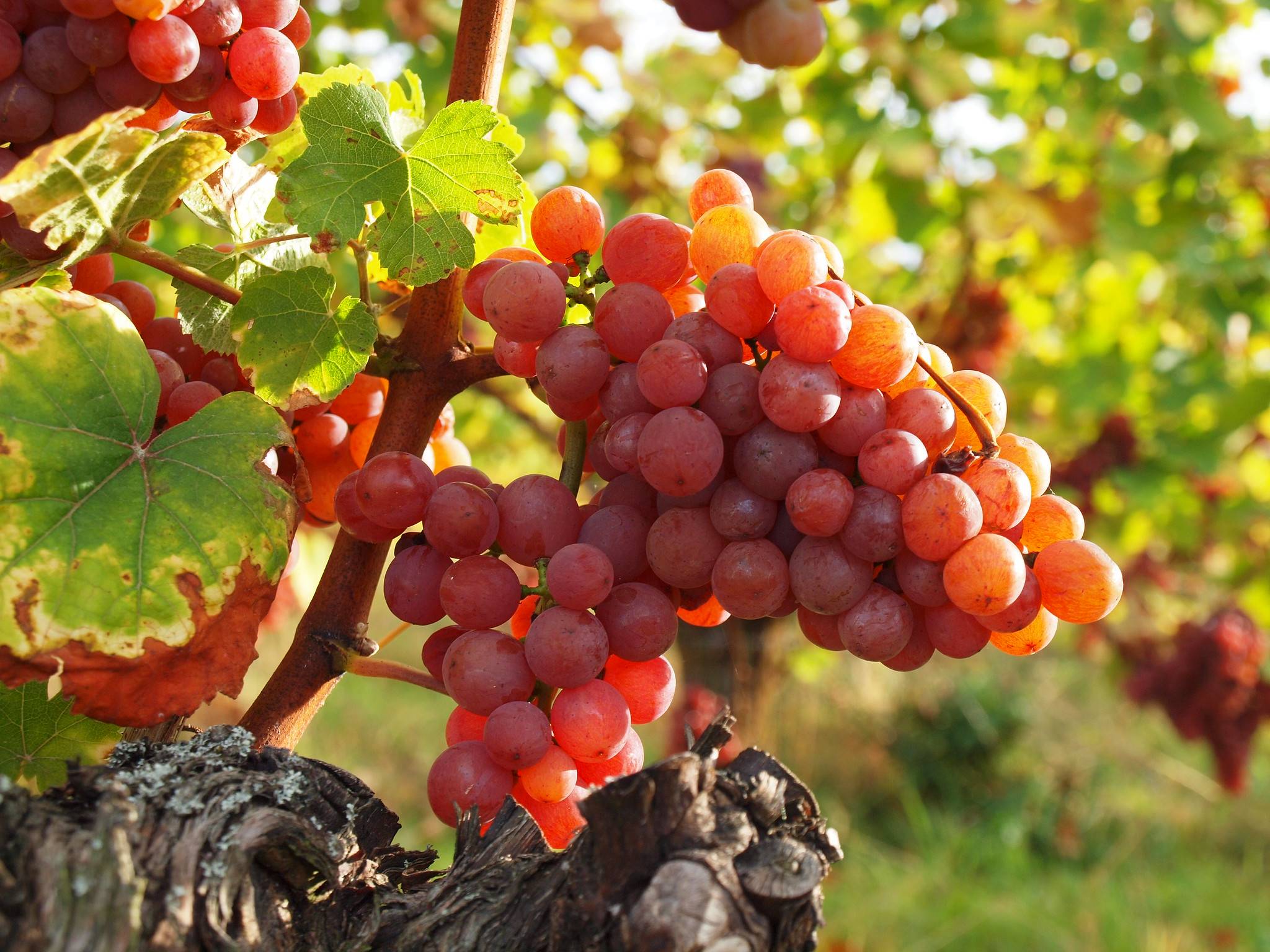 葡萄|最懂酒的国家：在世界一枝独秀，中国吃货是它最大的卖场