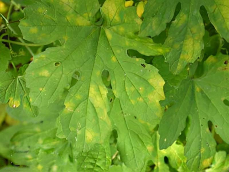 苦瓜霜霉病如何防治苦瓜霜霉病的主要症状哪些