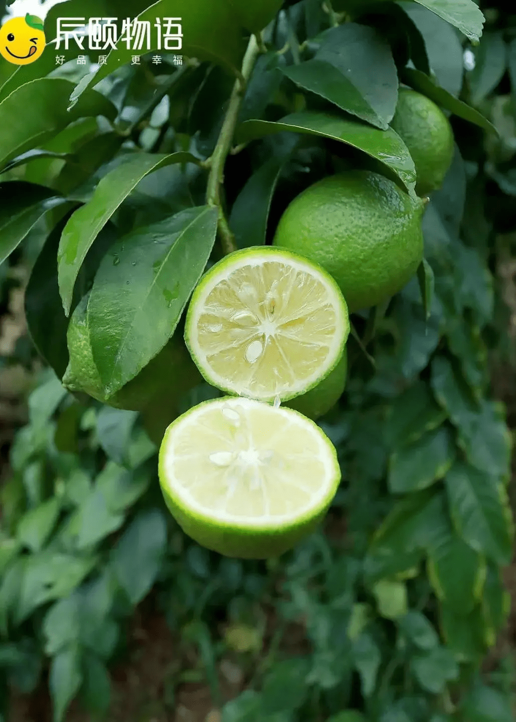 辰颐物语尤力克青柠檬酸爽爆汁vc爆棚的美颜神器