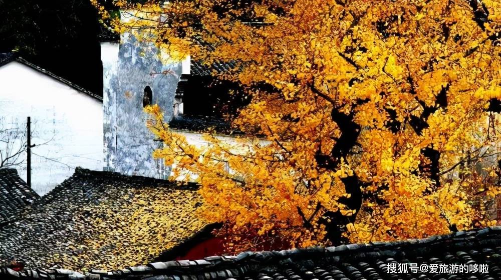 杭州的秋天从不让人失望！13个地方，秒出大片！