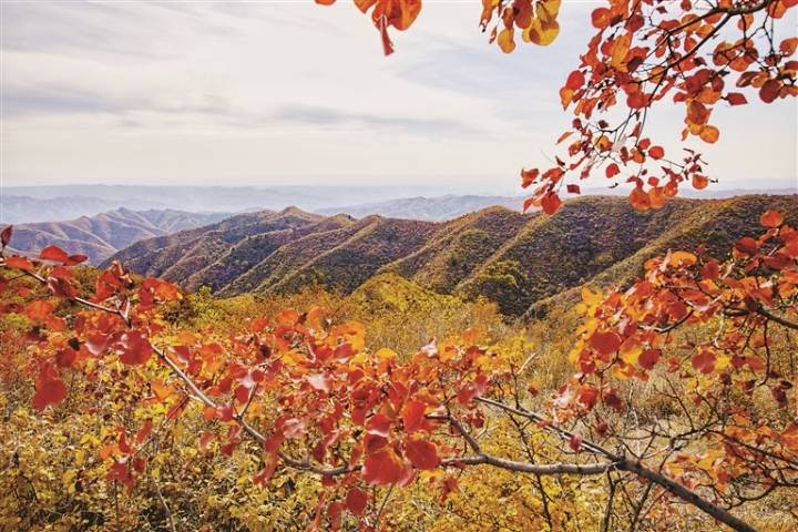 柳林红叶满山醉金秋