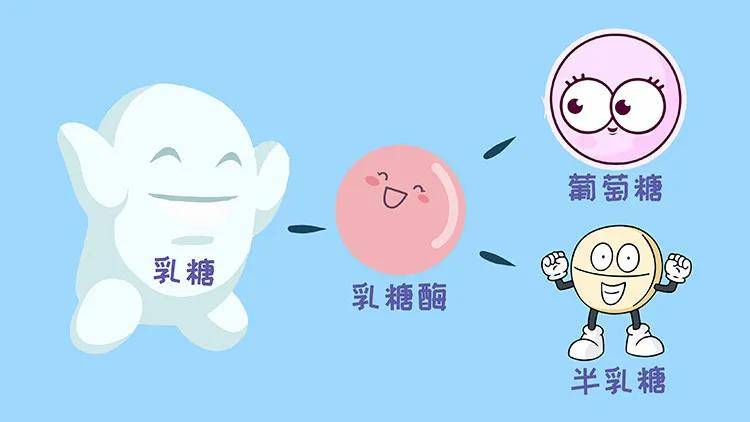 乳糖是人类和哺乳动物乳汁中特有的碳水化合物,是由葡萄糖和半乳糖