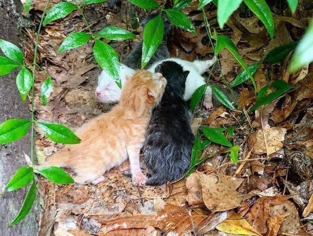 流浪猫每天向女孩讨食,却不当面吃,女孩好奇跟踪,才知背后心酸 流浪猫每天向女孩讨食,却不当面吃,女孩好奇跟踪,才知背后心酸