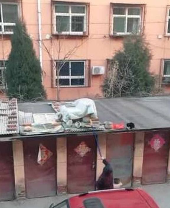 什么冻手就该揣兜，动物们都开始“农民揣”了