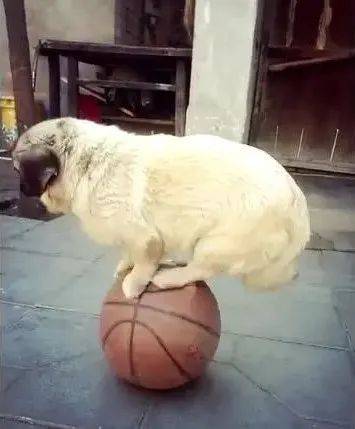 原创狗狗玩篮球上瘾根本停不下来主人都不是对手