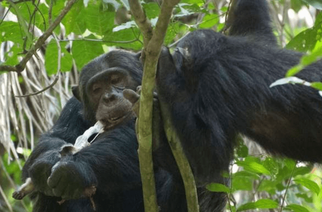猴子偷大猩猩的香蕉，结果被对方“一招秒杀”，镜头记录全过程