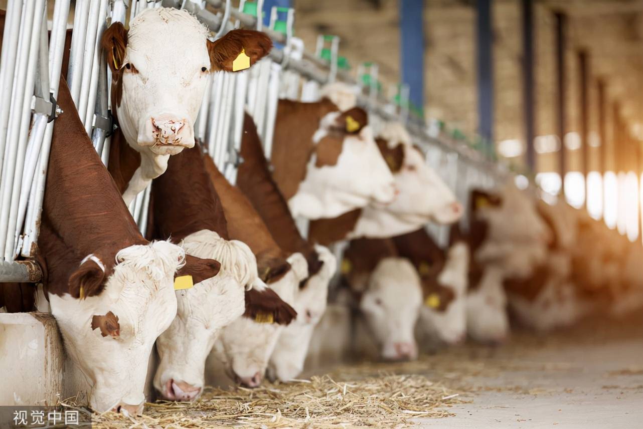 肉牛飼料配製及配方表牛飼料的製作方法牛飼料配方怎麼配