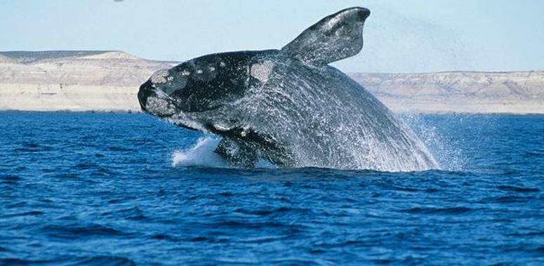 深海最迷人的鲸豚，祖先竟然长这样？