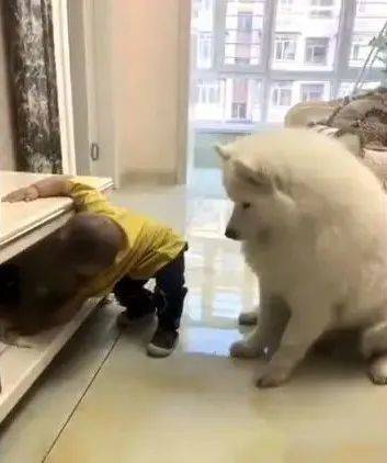 因为|宝宝偷零食给狗狗吃,妈妈偷偷录下这一幕,好温馨!
