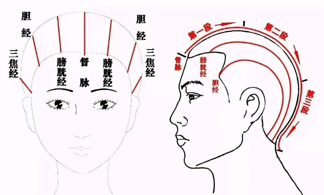 头疗头部经络示意图图片