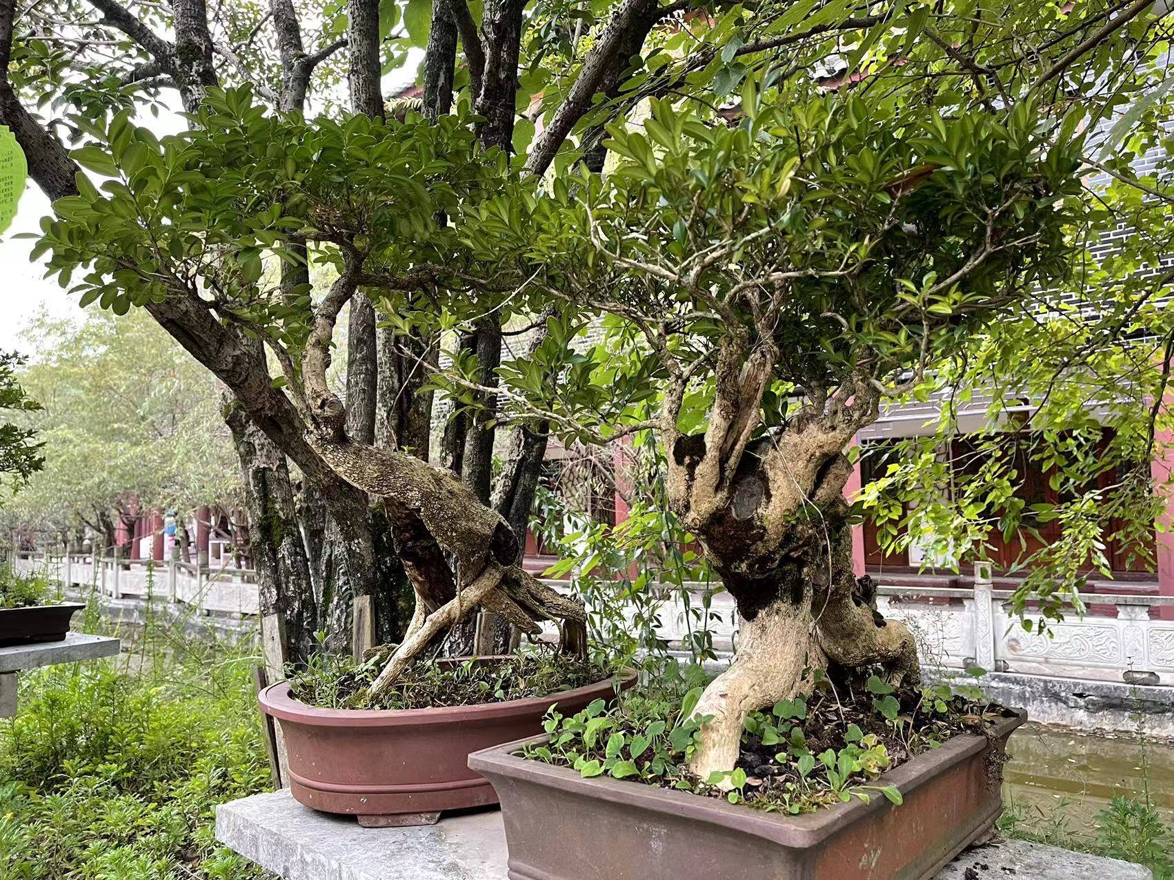 养了10年的黄杨盆景 开口要价就是6位数 是不想卖还是真的值 杨树