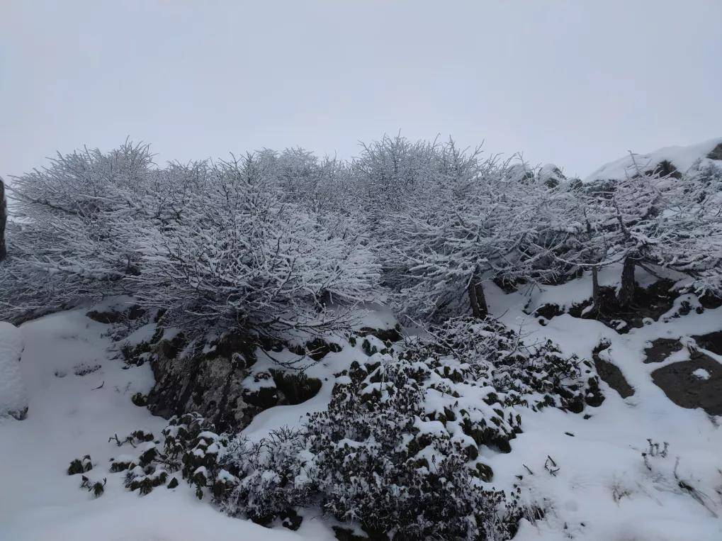 风景|高山仰止，太白山林海雪原惊艳世人