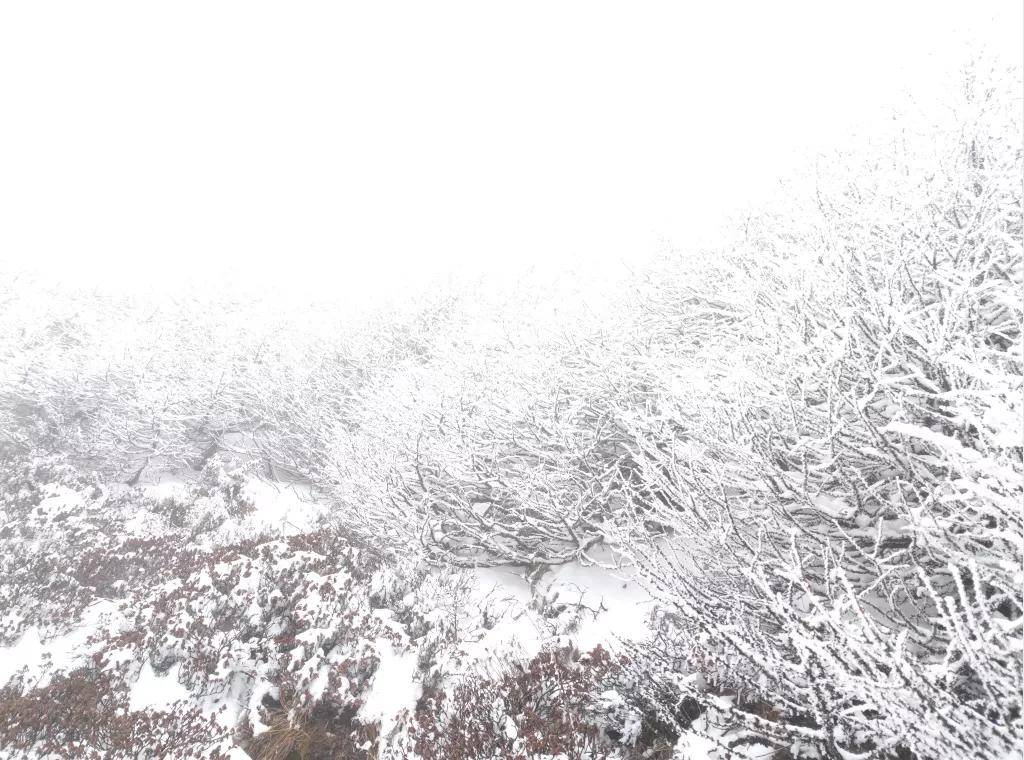 风景|高山仰止，太白山林海雪原惊艳世人