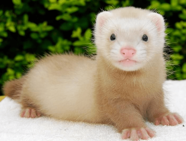 奢侈品 又一行业面临“停摆”！曾经价格上万也不缺顾客，现降价都没人问