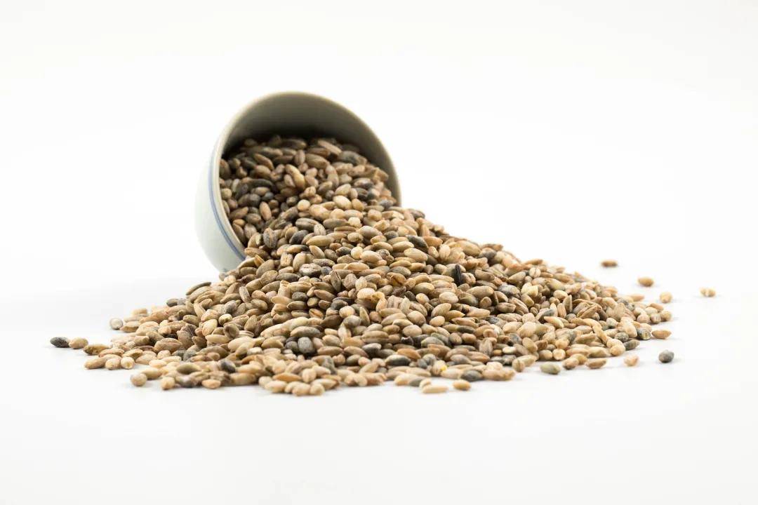 籽粒|这种主食富含β-葡聚糖，铁含量还超高，不是燕麦那是啥？