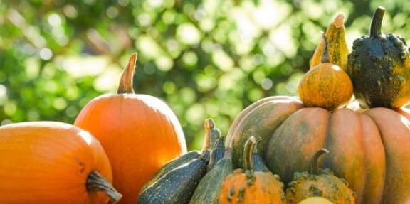 蔬菜|又一“降糖菜”？南瓜适合糖友吗？明明白白告诉你