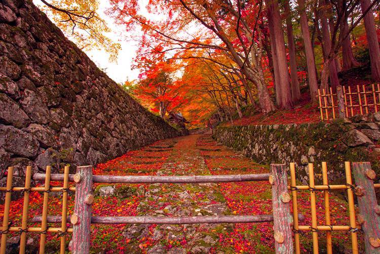 原创如果一生只能去一次日本，我选择在秋天