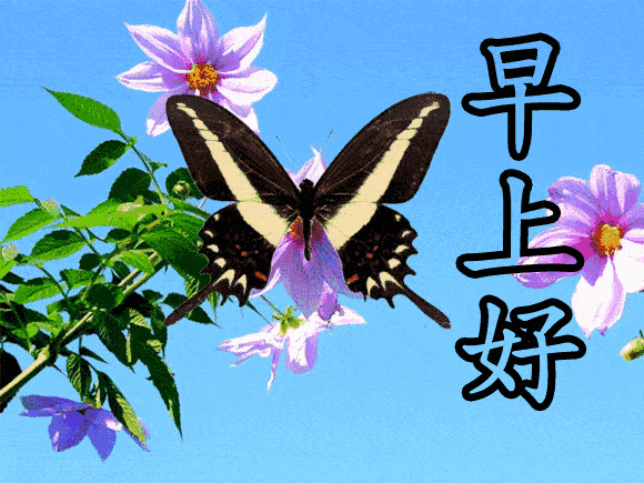 亲爱的|七月二十九日最漂亮早上好图片大全动态表情 群里大家早上好的图片祝福语