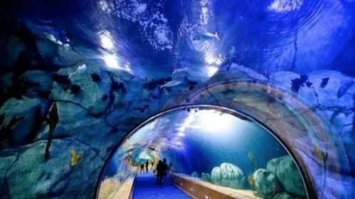 全球最大的海洋馆，蓄水量可达2.2万立方米，海洋生物超十万种