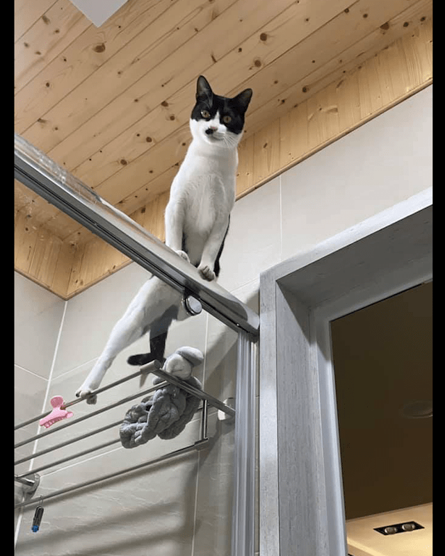 猫咪很喜欢偷看主人洗澡,表情凝重动作也很夸张,是不满意身材?_网友