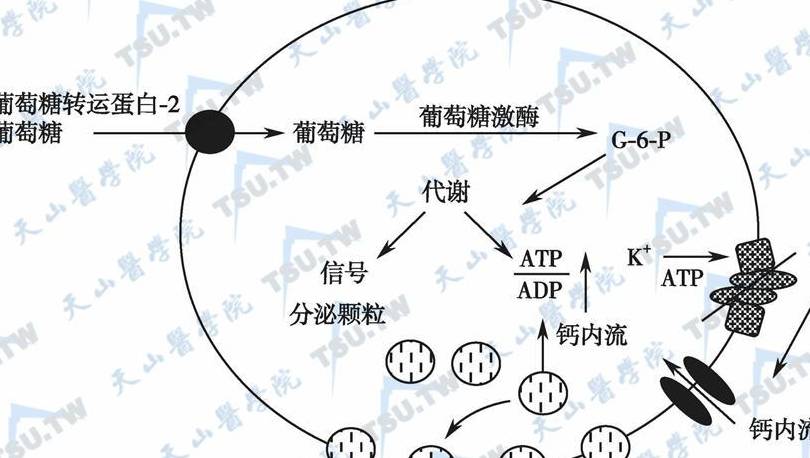 关系|血糖高,与这8个环节有很大关系,找出原因帮你更好的控制血糖