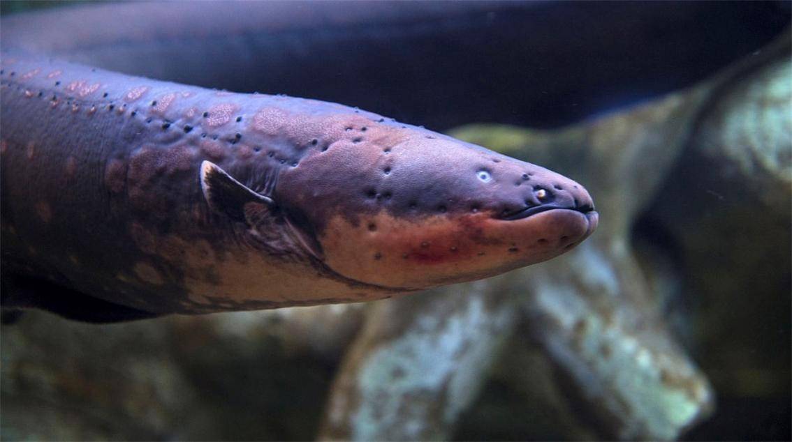 原创鳄鱼袭击电鳗却被860伏电压电到全身抽搐电鳗为何能放高压电