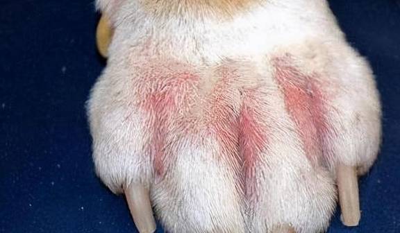 气味|狗狗不让你摸爪子，蕴含着这些深意！