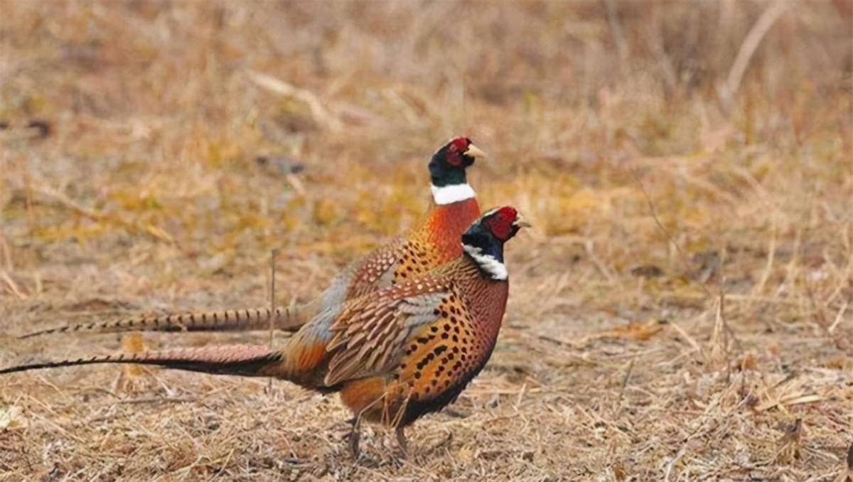 原创东北野鸡泛滥成灾农民讨厌却无可奈何味道鲜美为何不抓来吃