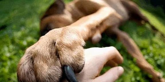 气味|狗狗不让你摸爪子，蕴含着这些深意！