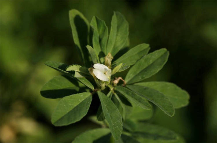 路旁1种杂草叫葫芦巴别急着铲除它是老北京人说的芸香珍贵