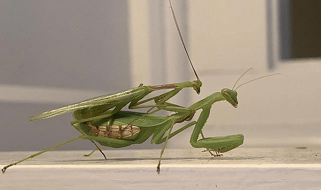 自然界动物的求偶,多是雄性打扮自己,可人类为什么相反?_后代