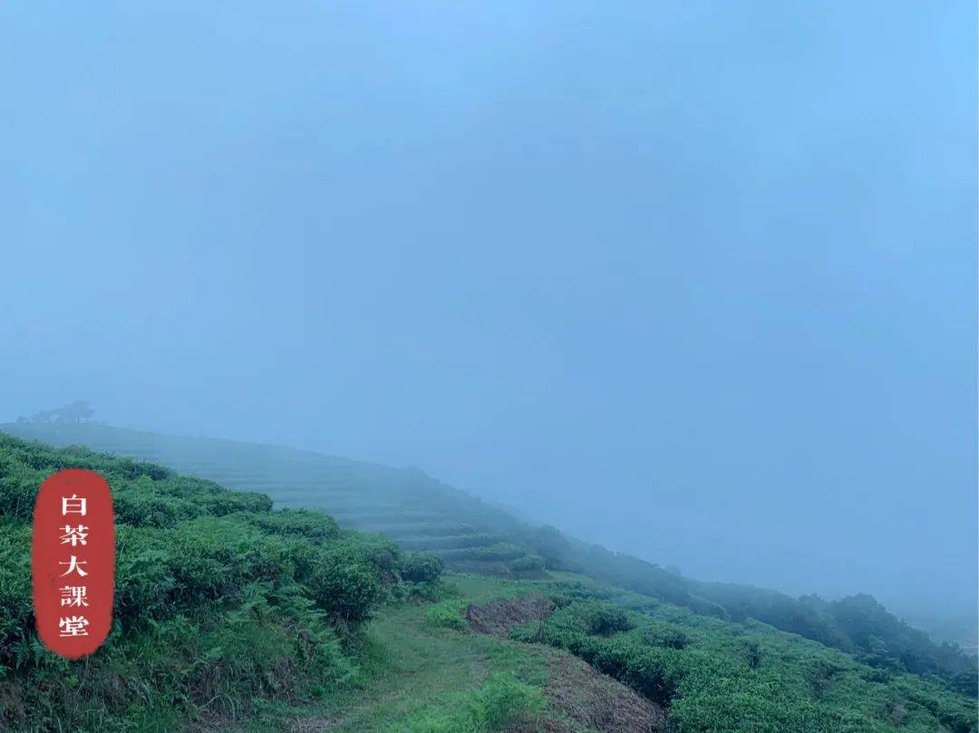 产地|真正会喝白茶的人，能喝出它的产地、树龄、日晒时间？