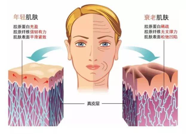 补充再生医学 绽现“童颜”的肌秘