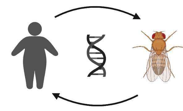 高脂肪|科学家似乎找到了治疗肥胖症的新方法