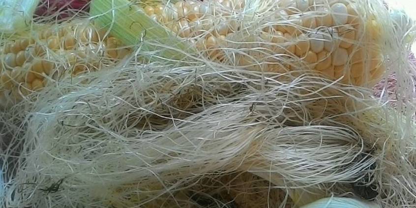 年是|总是被扔掉的玉米须,用来泡水喝居然还有这些好处,后悔知道晚了