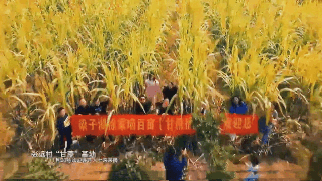 鄂州新增一个网红打卡地，张远村百亩甘蔗基地等你来打卡