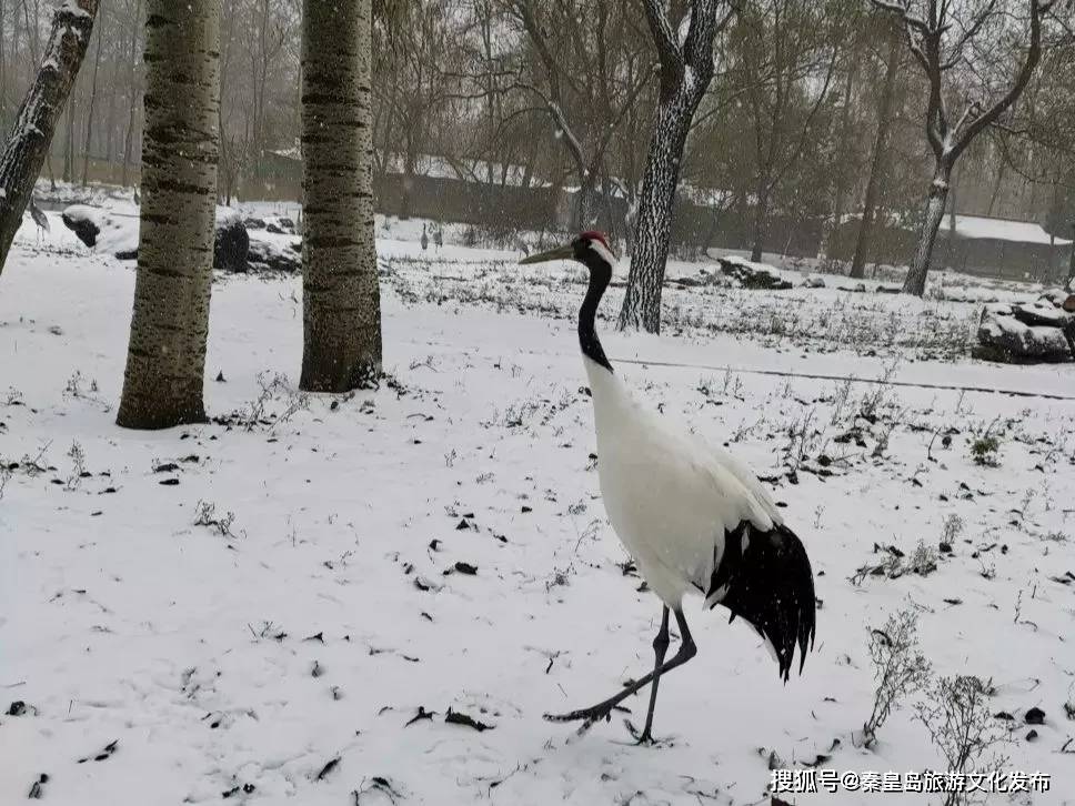 控制|秦皇岛初雪！惊艳四方的美景都在这儿了~