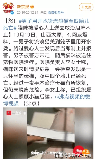 一文解读：我们为什么需要《反虐待动物法》？_保护