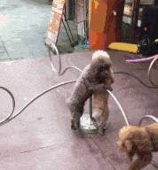什么有一种“沙雕”的欢乐，叫做遛狗！