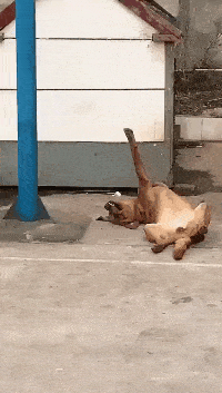 表妹搞笑GIF趣图：咱们的古风装扮也是非常漂亮的，你看多有气质呀